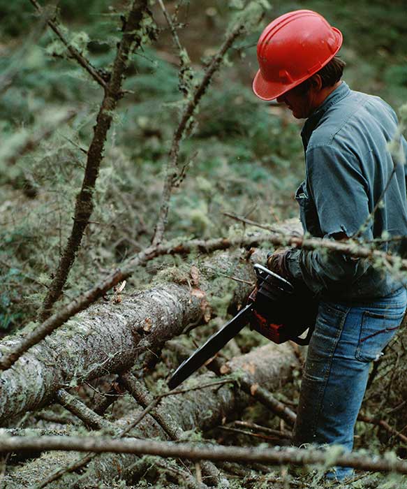 Tree Removal
